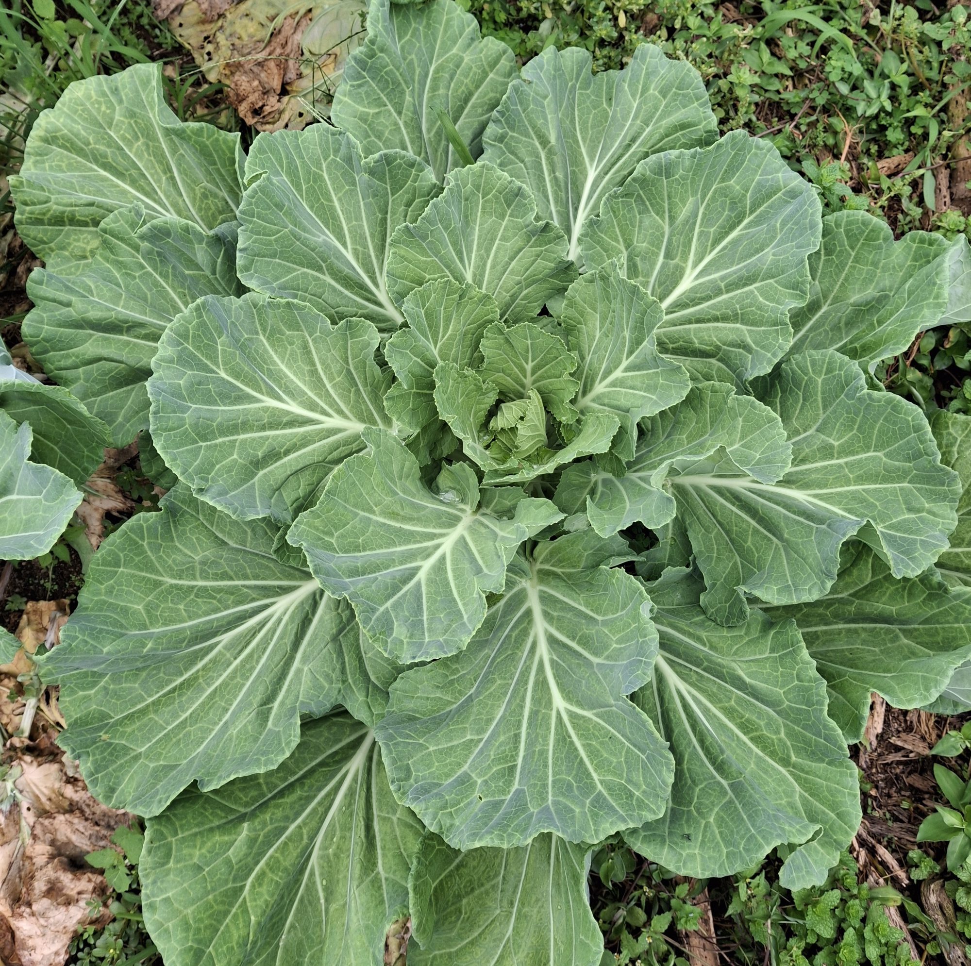 Royal Crop Royal Crop