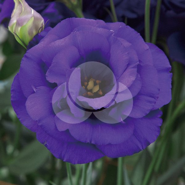 Arena I Purple-takii Arena I Purple-takii