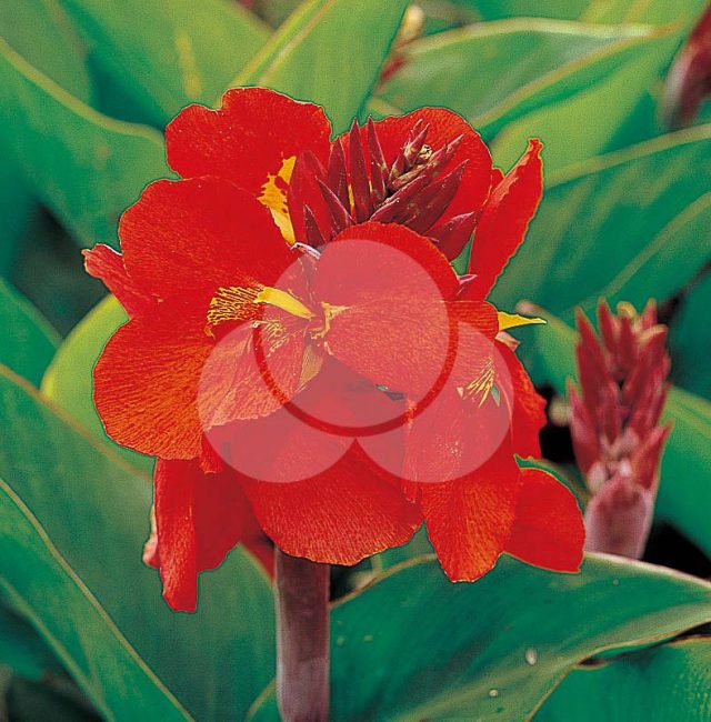 Canna Tropical Red