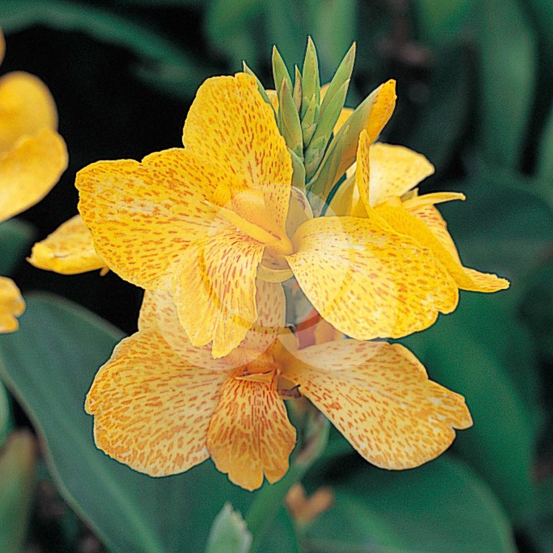 Canna Tropical Yellow