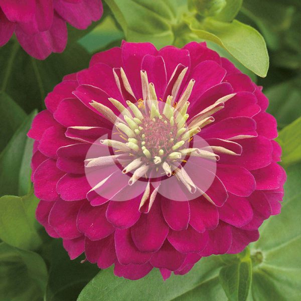 FZN555-Rose-takii