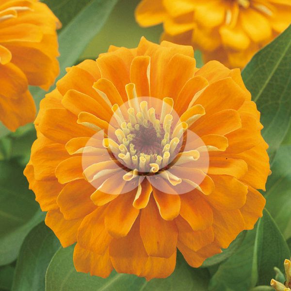 FZN557-Orange-takii