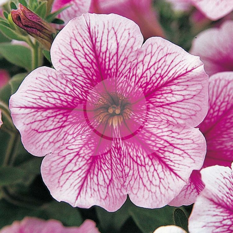 Petunia Opera Supreme Raspberry Ice – Takii