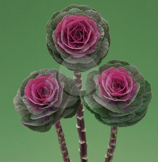 Brassica Crane Pink