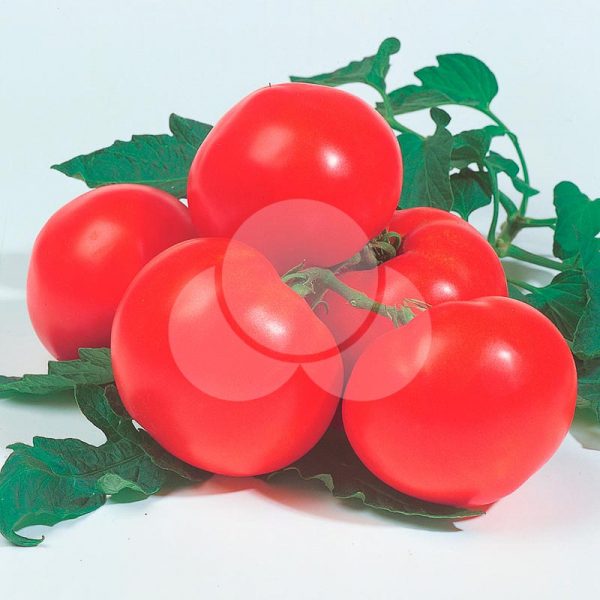 tomate-Grandeur-takii