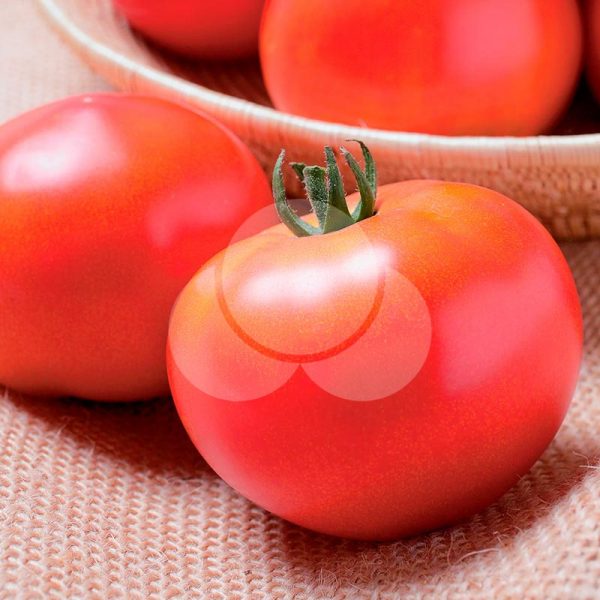tomate-Justyne-takii