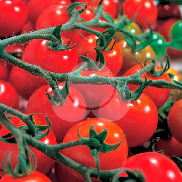 tomate-Lili-takii