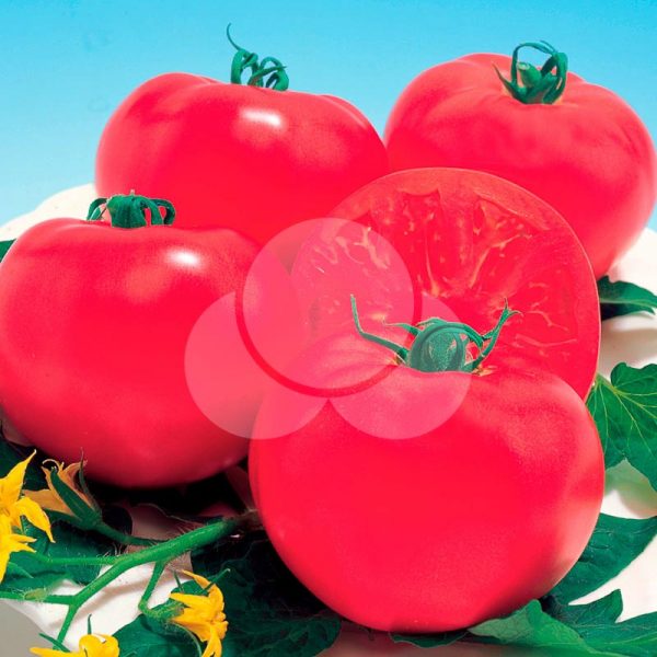 tomate-Momotaro-York-takii