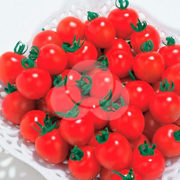 tomate-cereja-Coco-takii