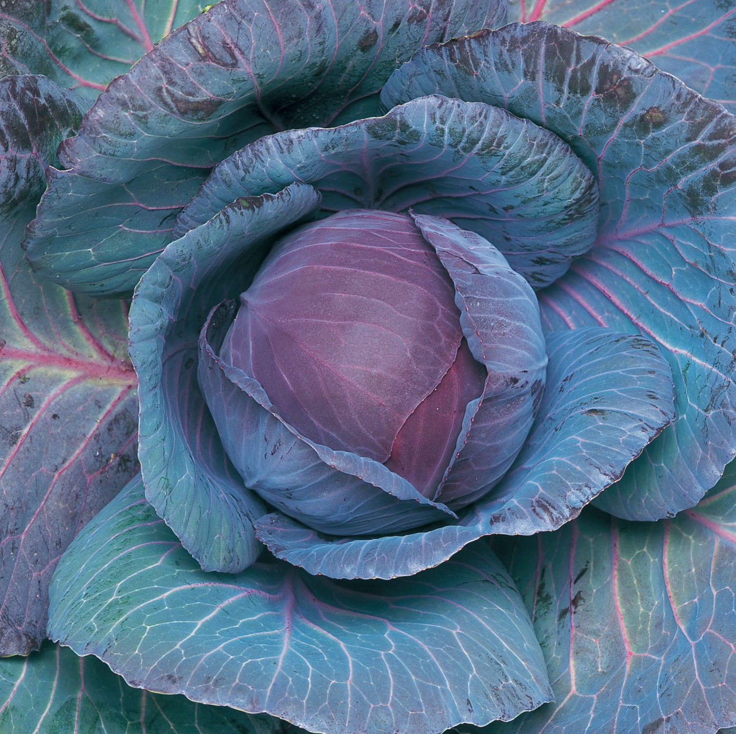 Ruby Queen Ruby Queen