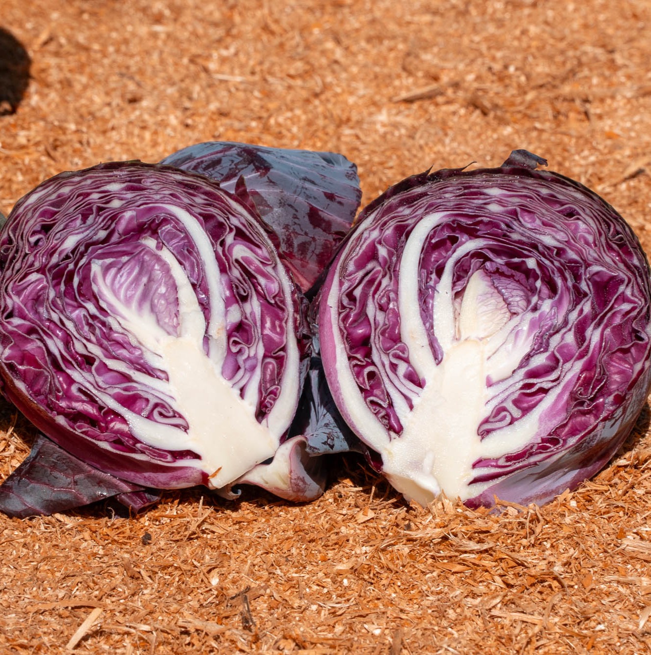 Ruby Queen Ruby Queen