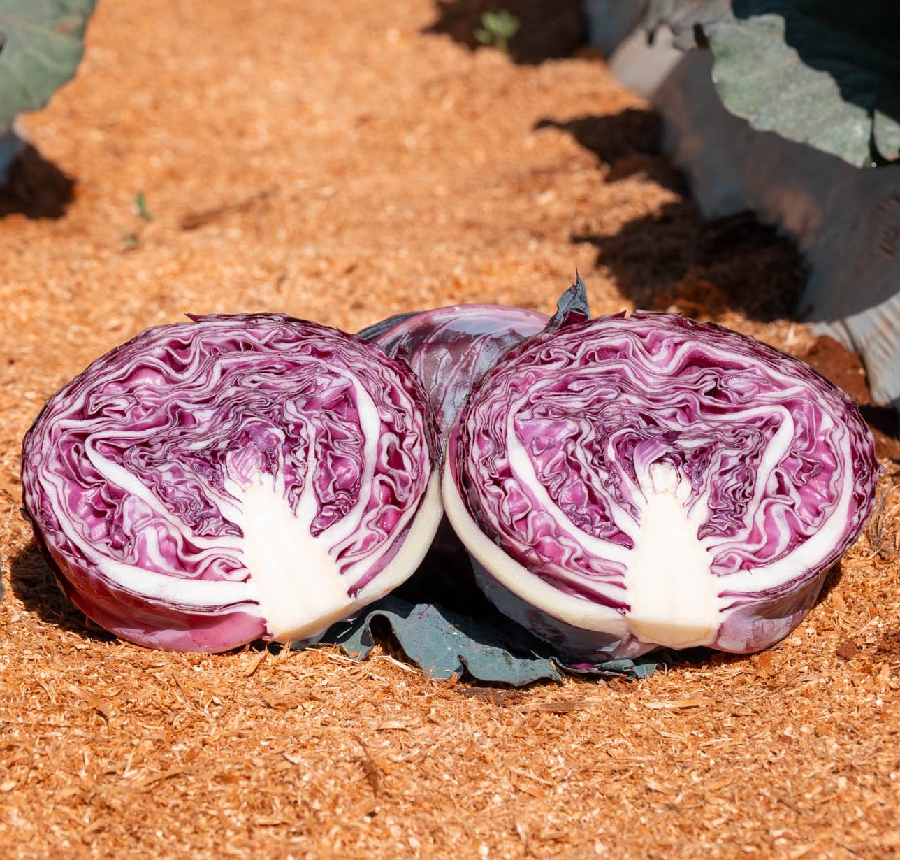 Ruby Flash Ruby Flash