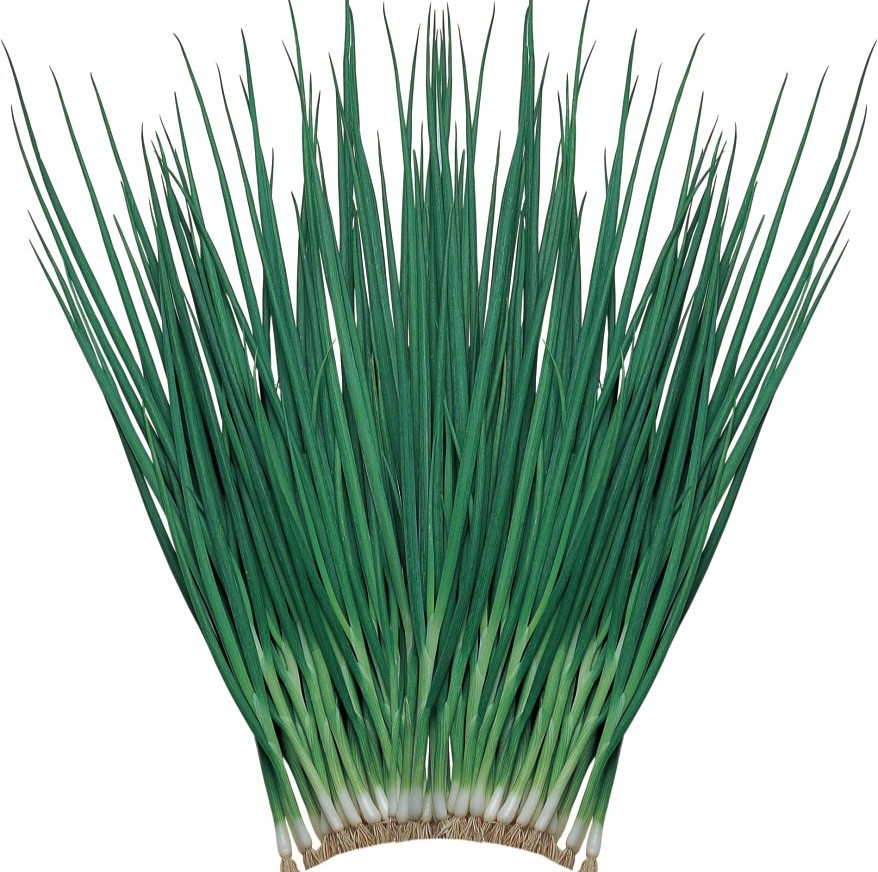 White Star White Star