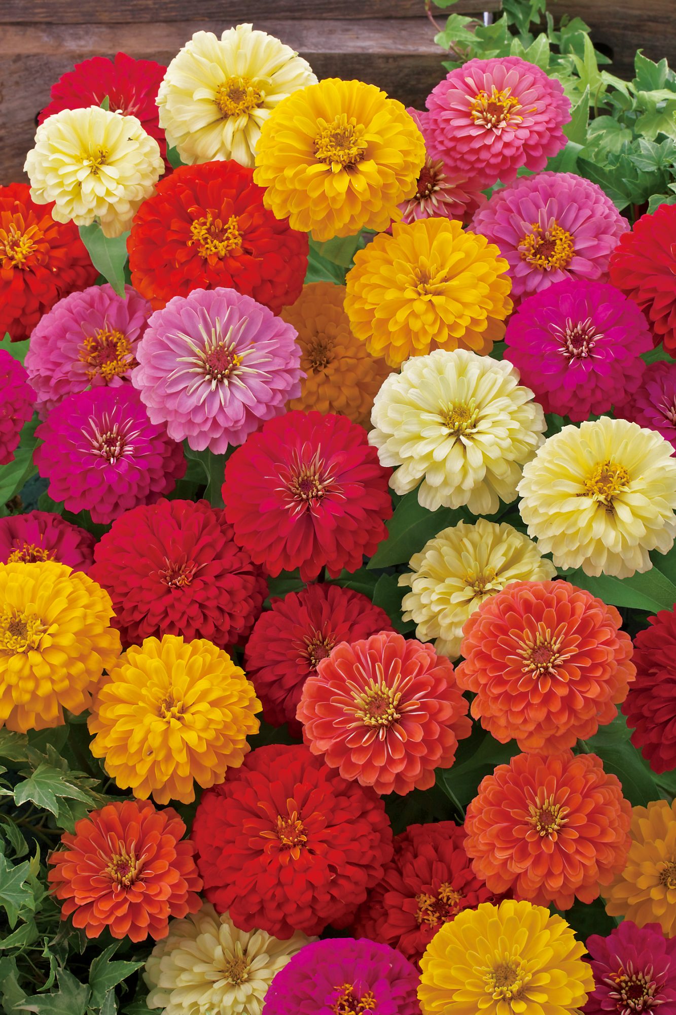 Dreamland Mix Dreamland Mix