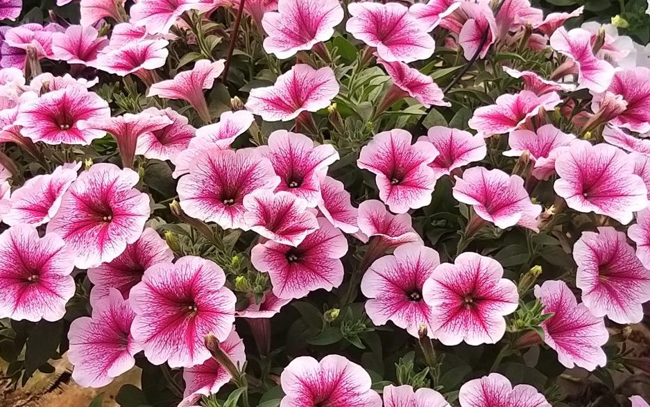 Opera Supreme Raspberry Ice Opera Supreme Raspberry Ice