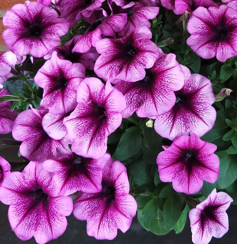 Trilogy Purple Vein Trilogy Purple Vein