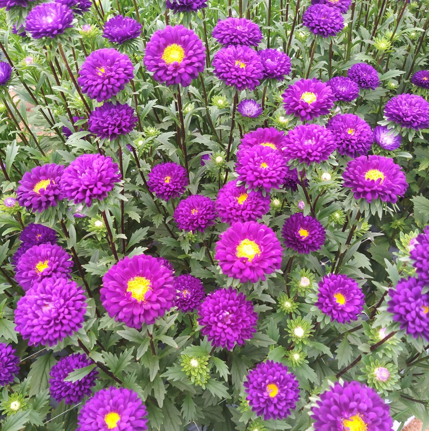 Fujimi Purple Fujimi Purple