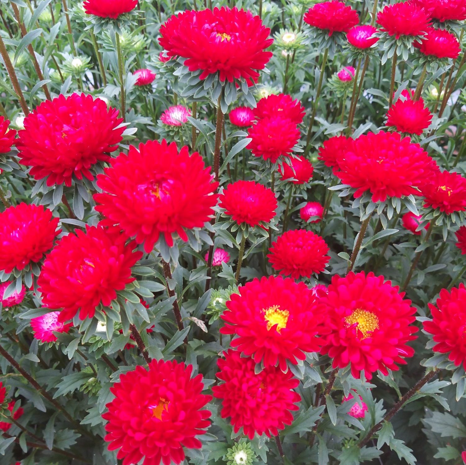 Fujimi Scarlet Fujimi Scarlet