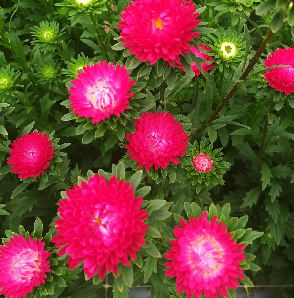 Fujimi Coral Rose Fujimi Coral Rose