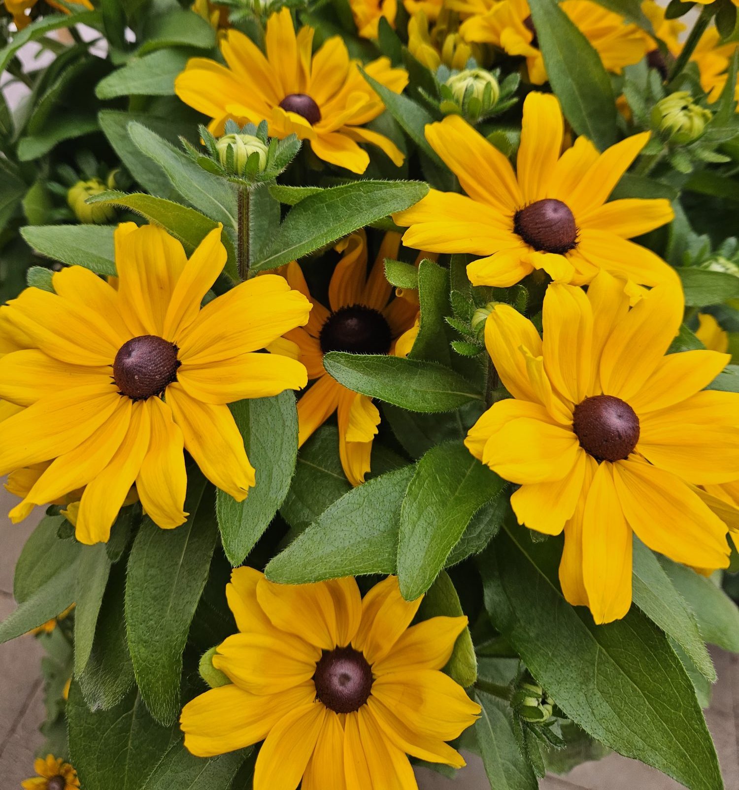 Claire Orange Claire Orange