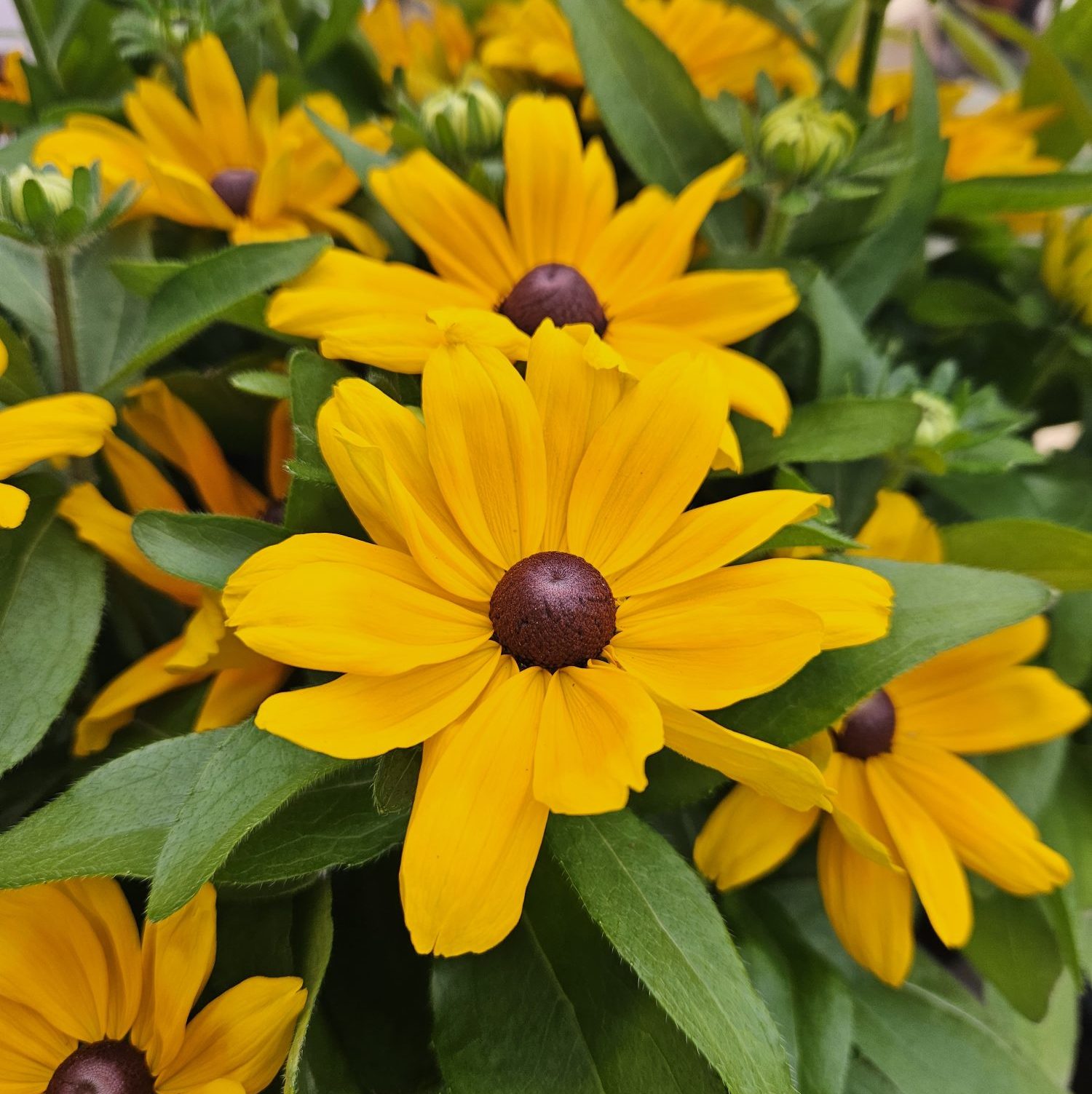 Claire Orange Claire Orange