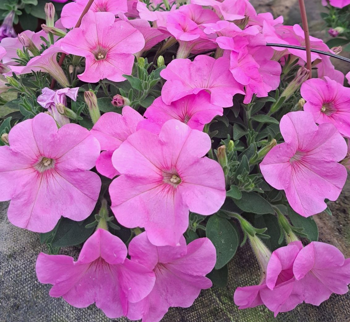 Trilogy Pink Lips Trilogy Pink Lips