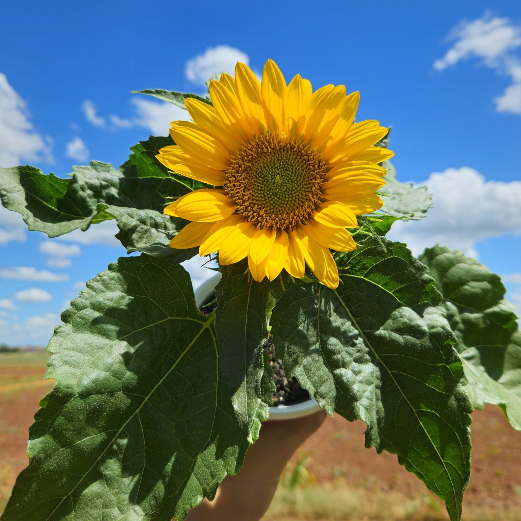 Smiley Gold Smiley Gold