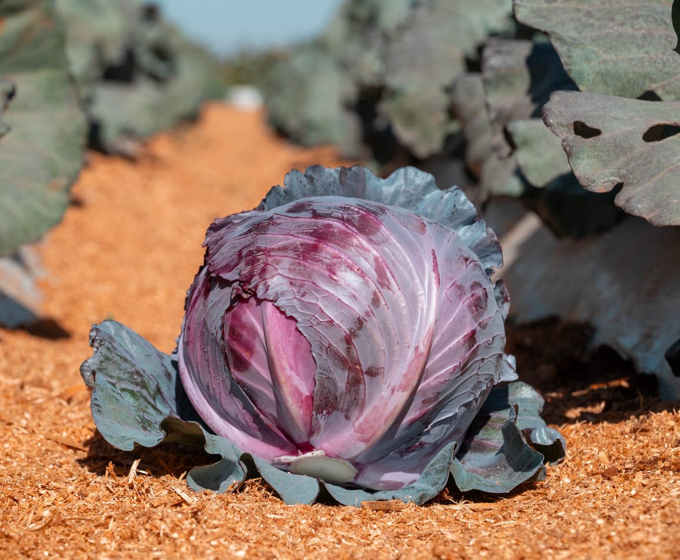 Ruby Flash Ruby Flash