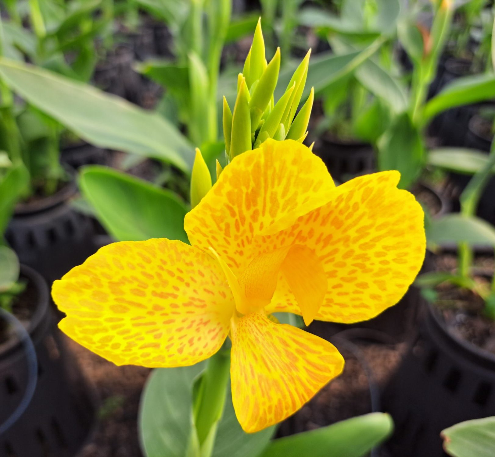 South Pacific Yellow South Pacific Yellow