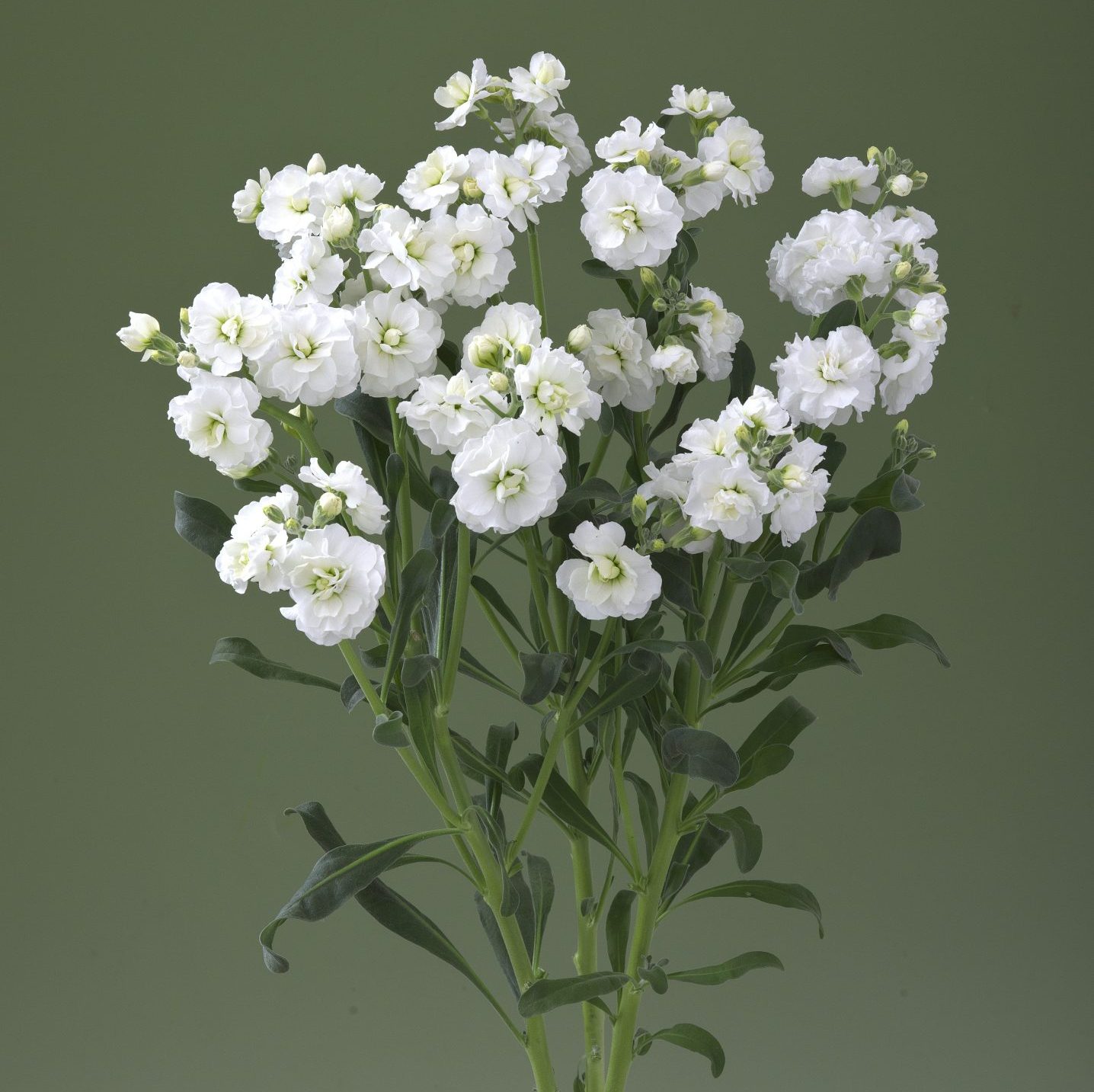 Trident White Trident White