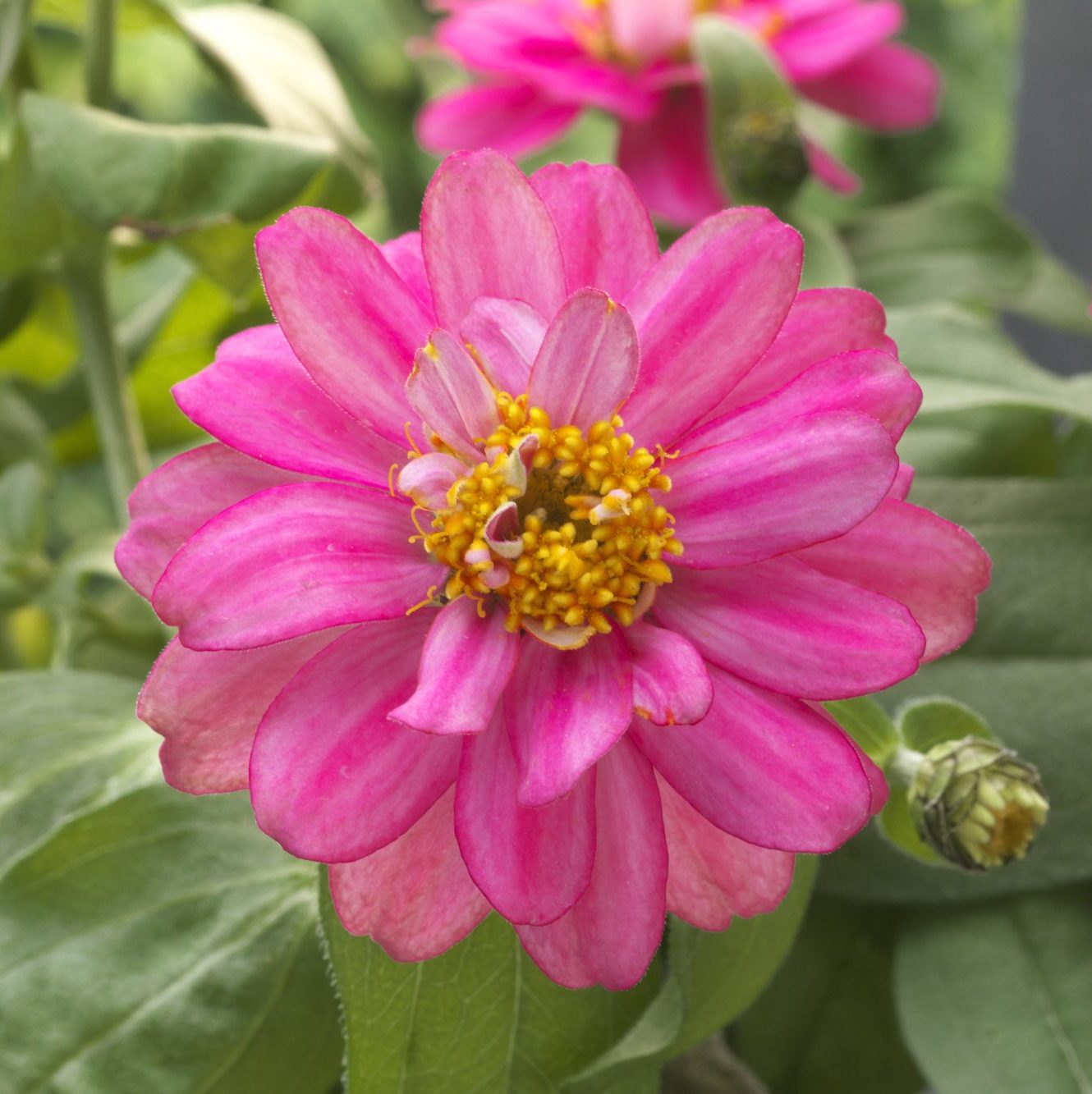 Belize Double Rose Belize Double Rose