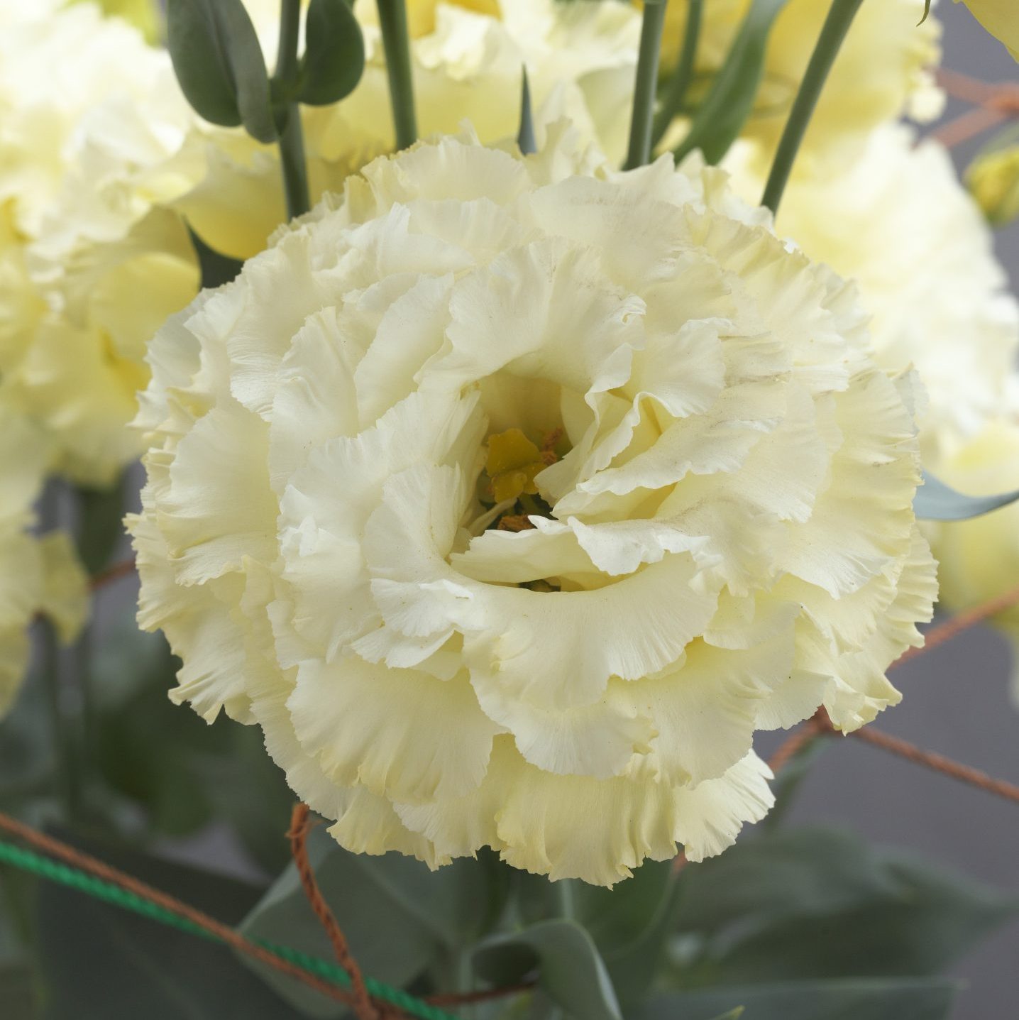 CorelliSU I Yellow CorelliSU I Yellow