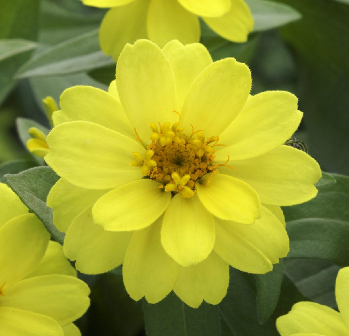 Belize Double Yellow Gen 2 Belize Double Yellow Gen 2