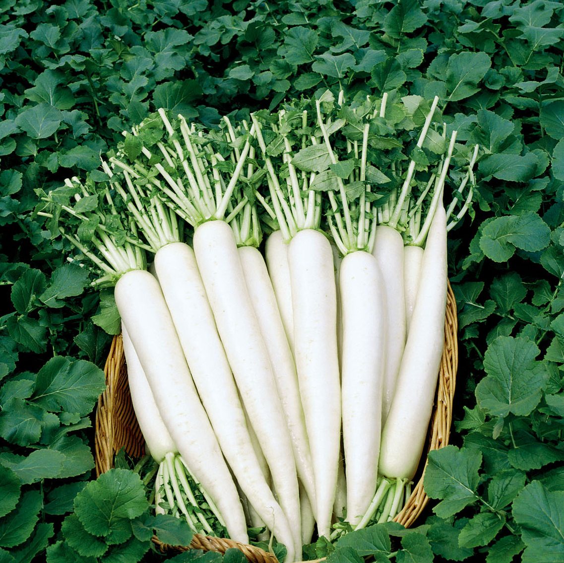 Shigatsu Wase Shigatsu Wase