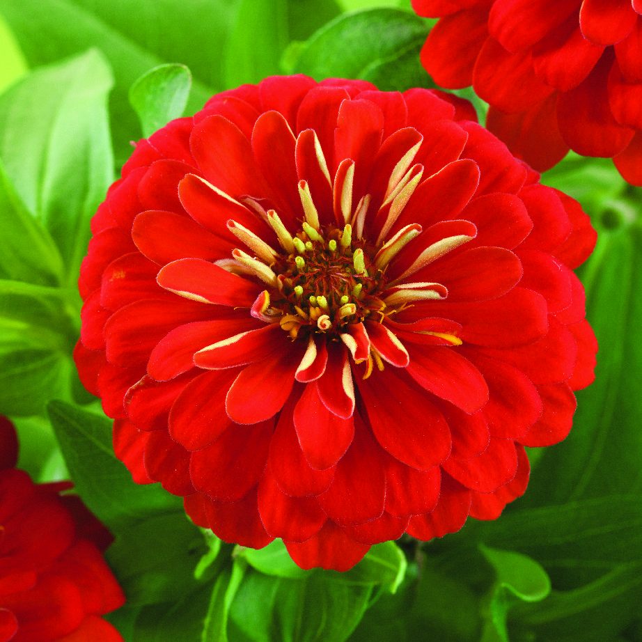 Preciosa Scarlet Preciosa Scarlet