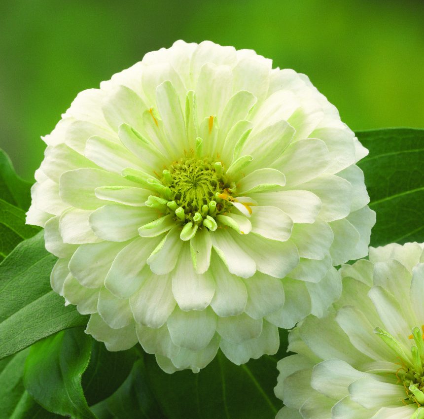 Preciosa White Preciosa White