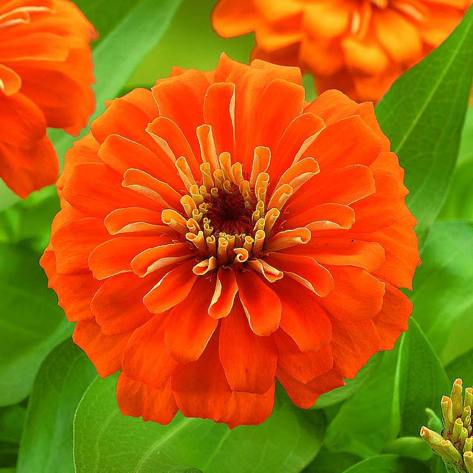 Preciosa Orange Preciosa Orange