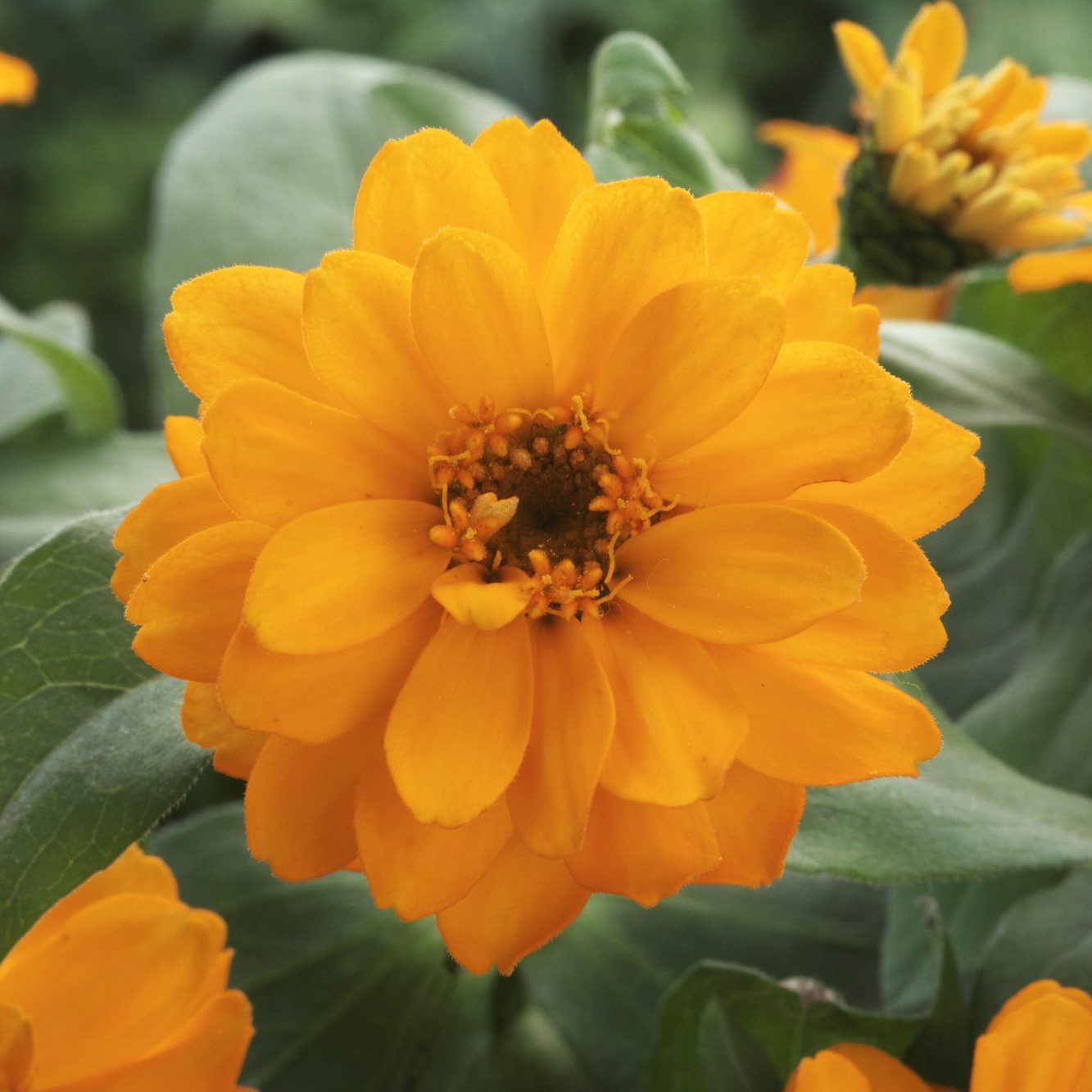 Belize Double Orange Belize Double Orange