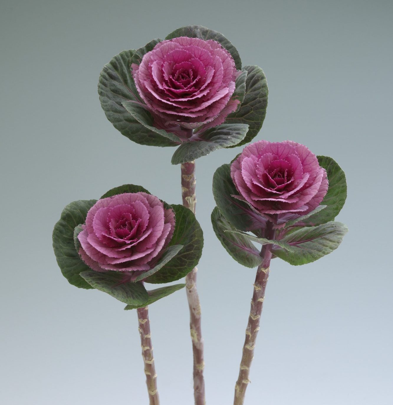 Crane Early Red Crane Early Red