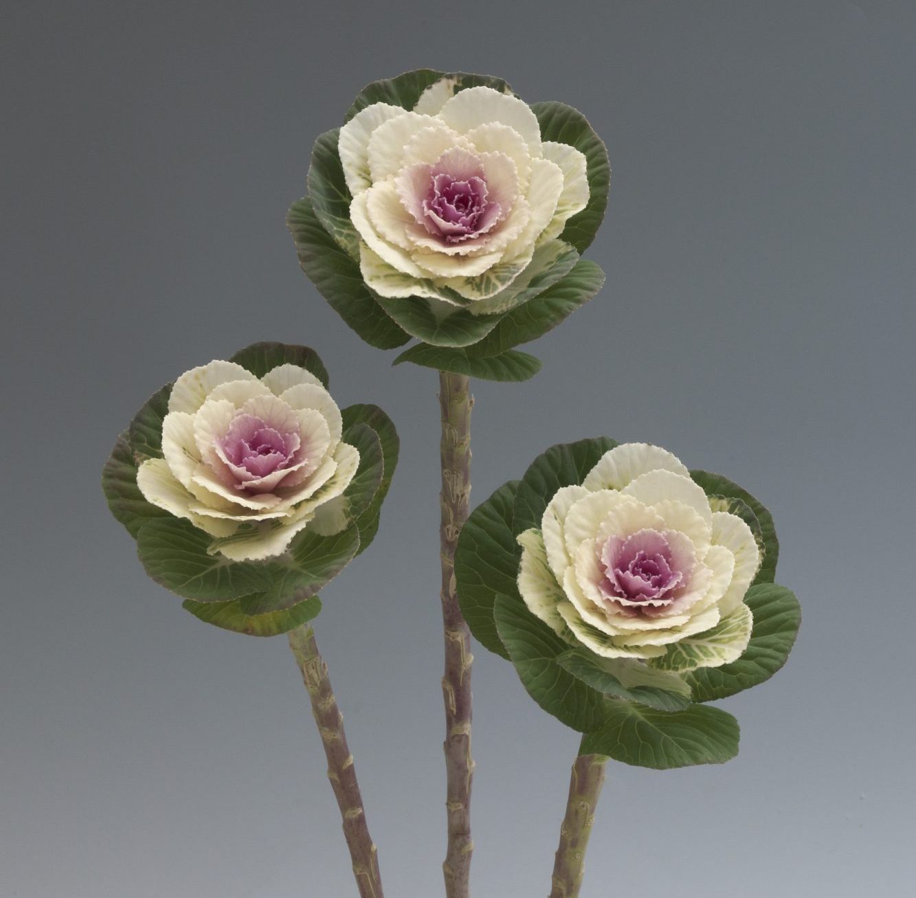 Crane Early White Crane Early White