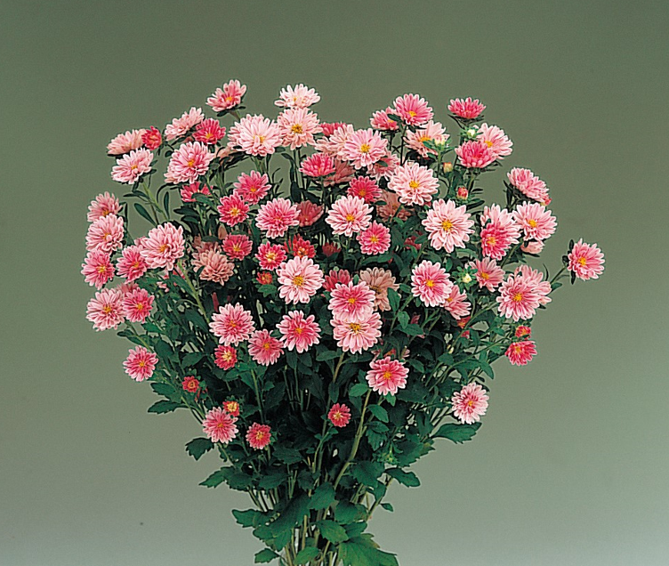 Nina Salmon Pink Nina Salmon Pink