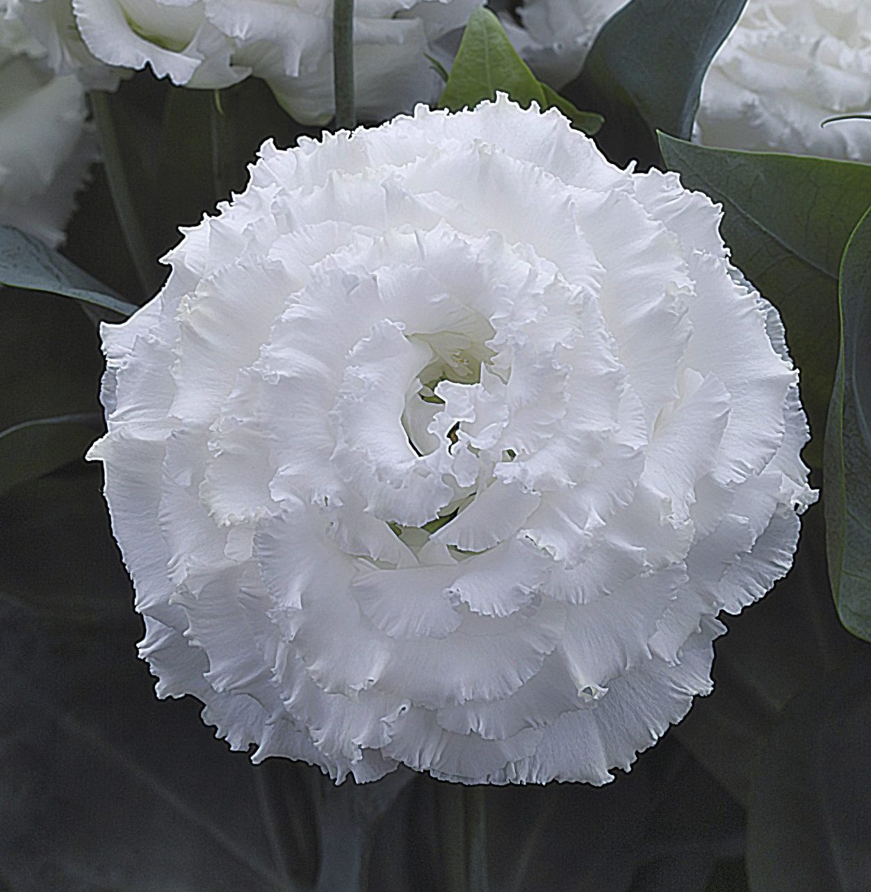 CorelliSU I White CorelliSU I White