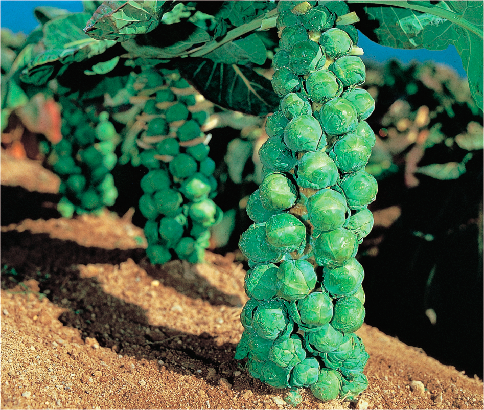 Jade Cross Jade Cross