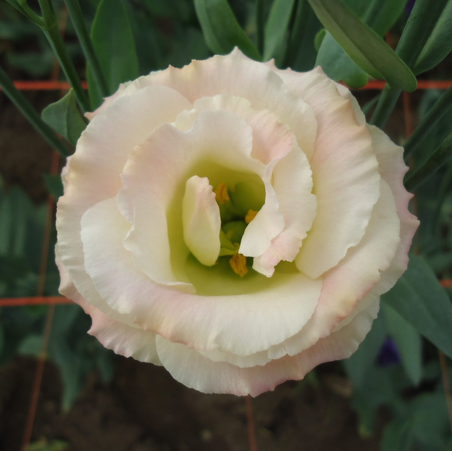 Croma II Champagne Croma II Champagne