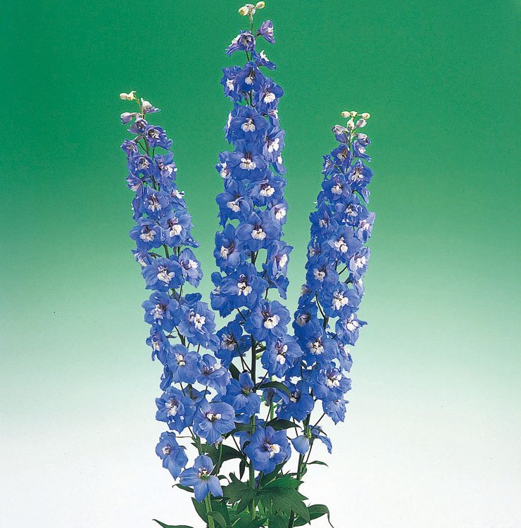 Aurora Blue Aurora Blue