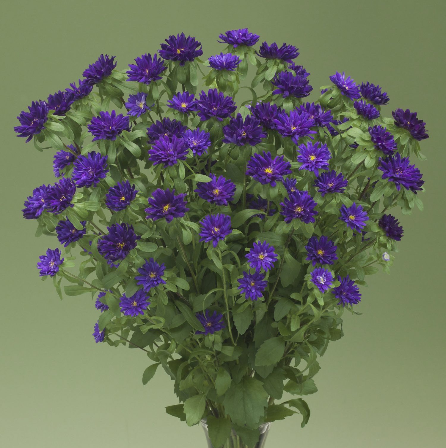 Nina Purple Nina Purple