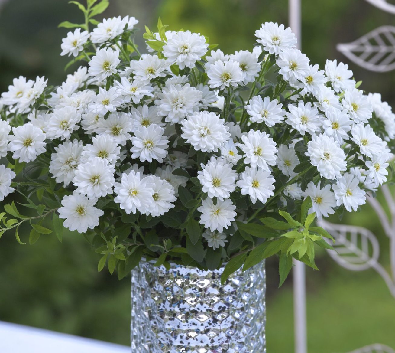 Nina White Nina White