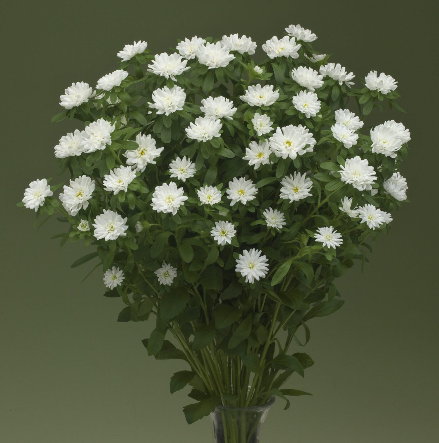 Nina White Nina White