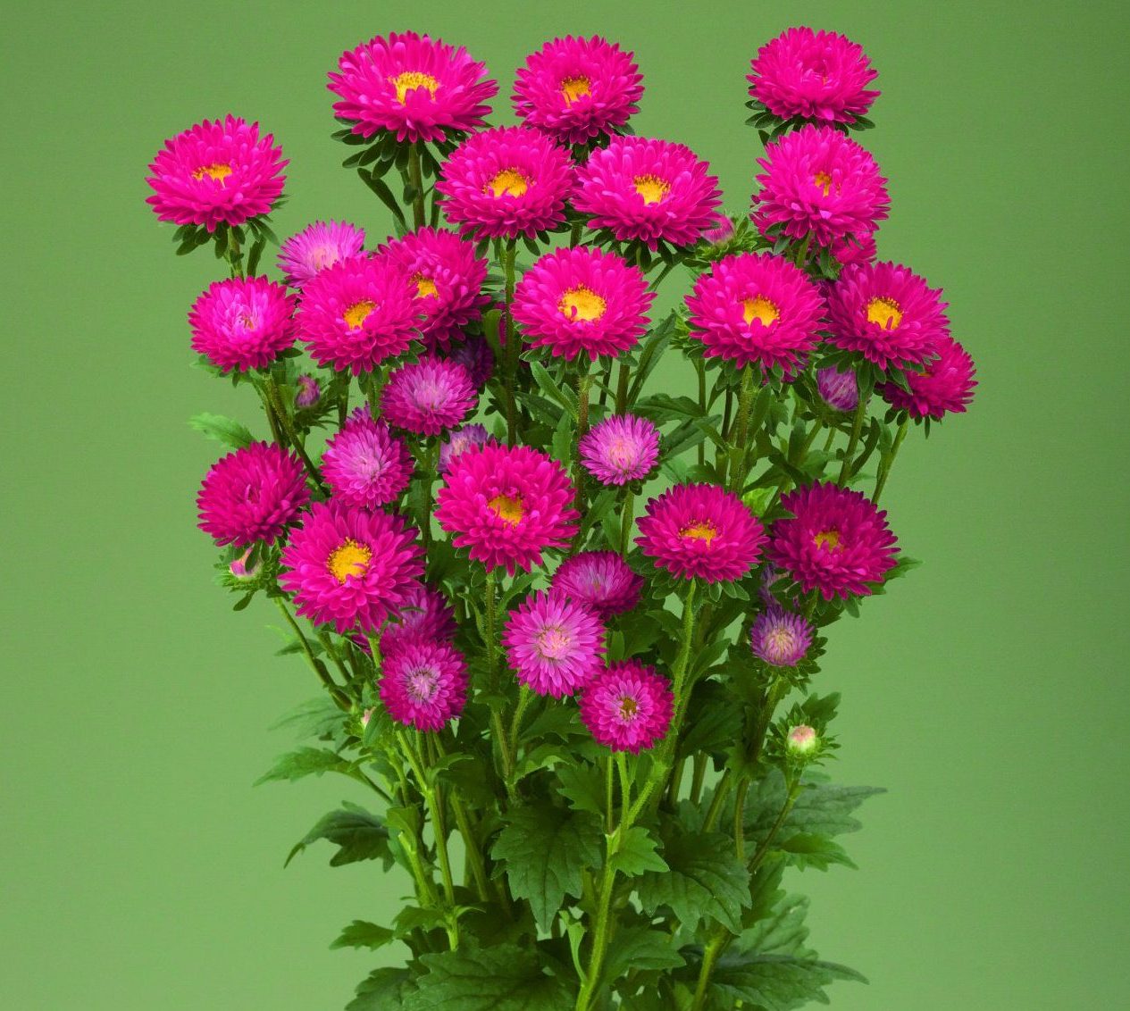 Fujimi Coral Rose Fujimi Coral Rose