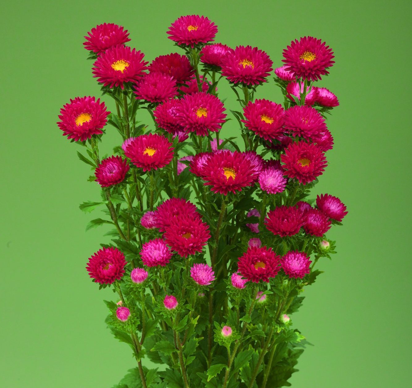 Fujimi Scarlet Fujimi Scarlet